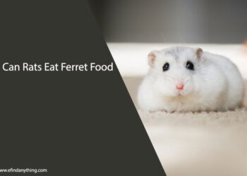 Can Rats Eat Ferret Food
