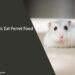 Can Rats Eat Ferret Food