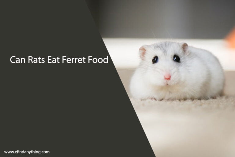 Can Rats Eat Ferret Food