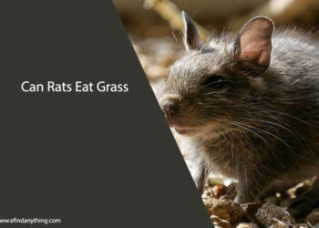Can Rats Eat Grass