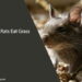 Can Rats Eat Grass