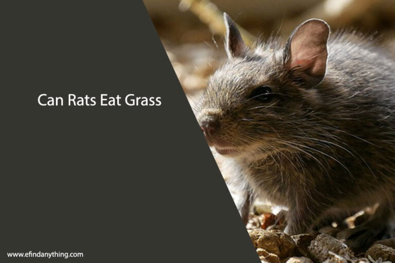 Can Rats Eat Grass
