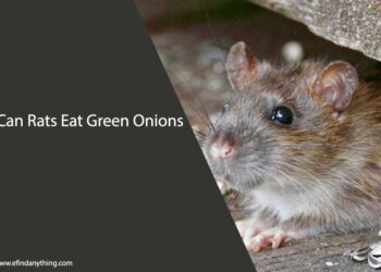 Can Rats Eat Green Onions