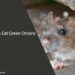 Can Rats Eat Green Onions