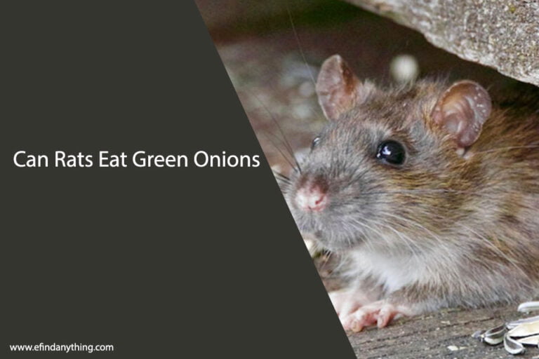 Can Rats Eat Green Onions