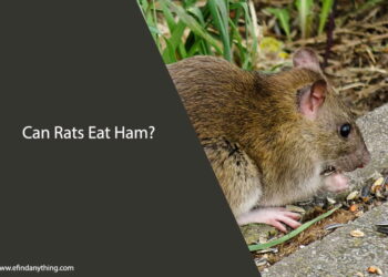 Can Rats Eat Ham