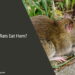 Can Rats Eat Ham