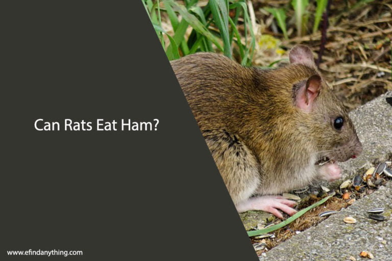 Can Rats Eat Ham