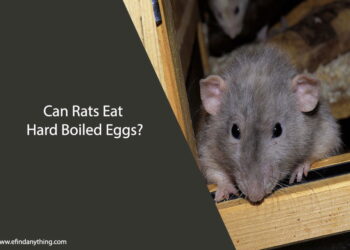 Can Rats Eat Hard Boiled Eggs