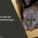 Can Rats Eat Hard Boiled Eggs