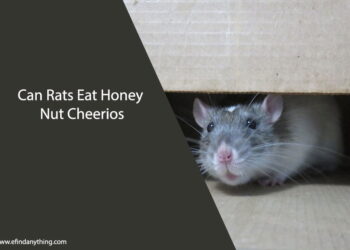 Can Rats Eat Honey Nut Cheerios