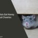 Can Rats Eat Honey Nut Cheerios