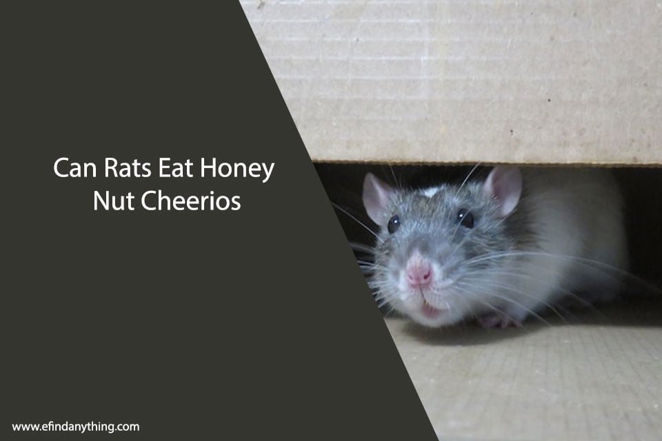 Can Rats Eat Honey Nut Cheerios