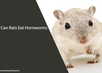 Can Rats Eat Hornworms