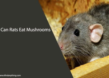 Can Rats Eat Mushrooms