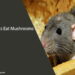 Can Rats Eat Mushrooms