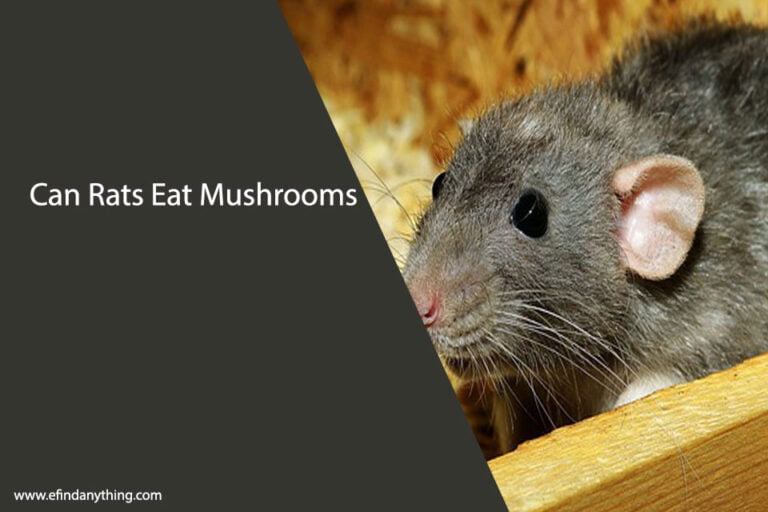 Can Rats Eat Mushrooms