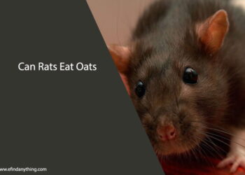 Can Rats Eat Oats
