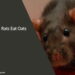 Can Rats Eat Oats