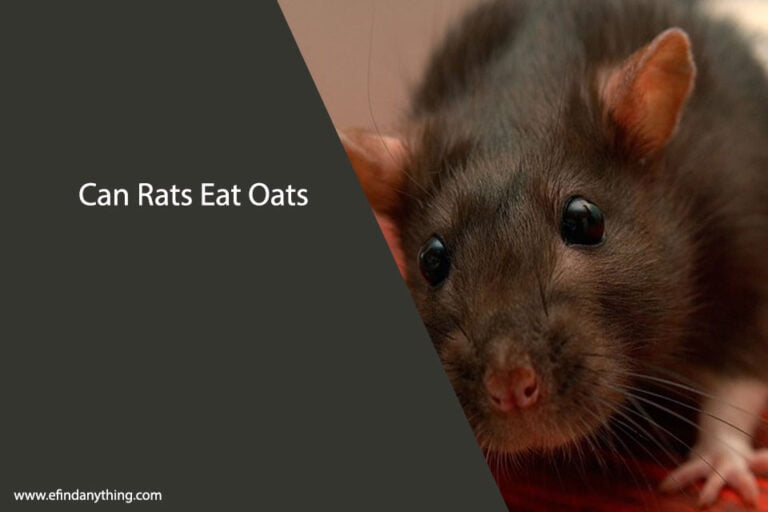 Can Rats Eat Oats