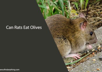 Can Rats Eat Olives