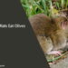 Can Rats Eat Olives