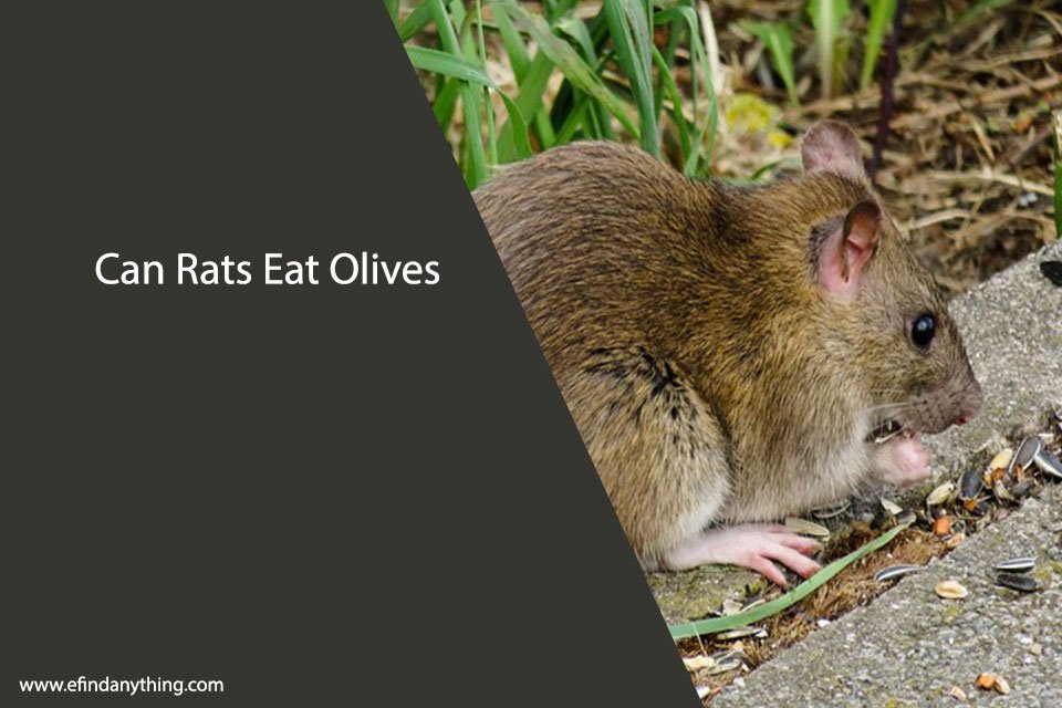 Can Rats Eat Olives