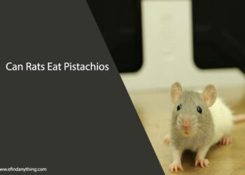 Can Rats Eat Pistachios