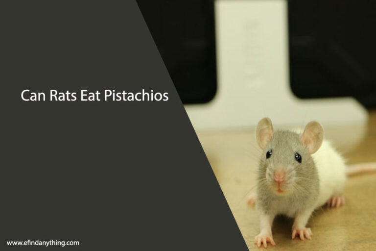 Can Rats Eat Pistachios