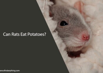 Can Rats Eat Potatoes