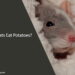 Can Rats Eat Potatoes