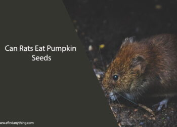 Can Rats Eat Pumpkin Seeds