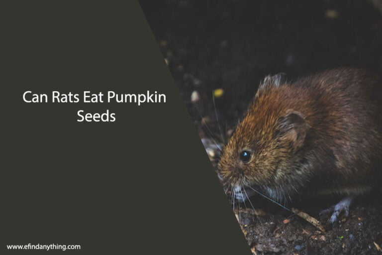 Can Rats Eat Pumpkin Seeds