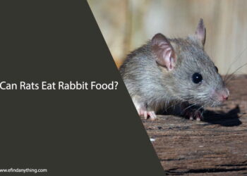 Can Rats Eat Rabbit Food