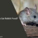 Can Rats Eat Rabbit Food