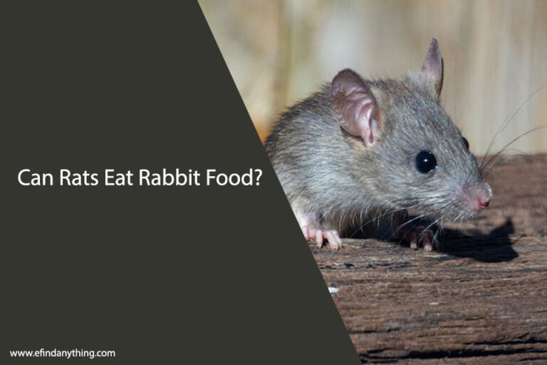 Can Rats Eat Rabbit Food