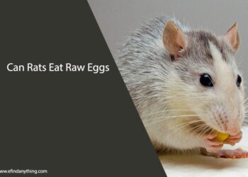 Can Rats Eat Raw Eggs