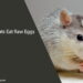Can Rats Eat Raw Eggs