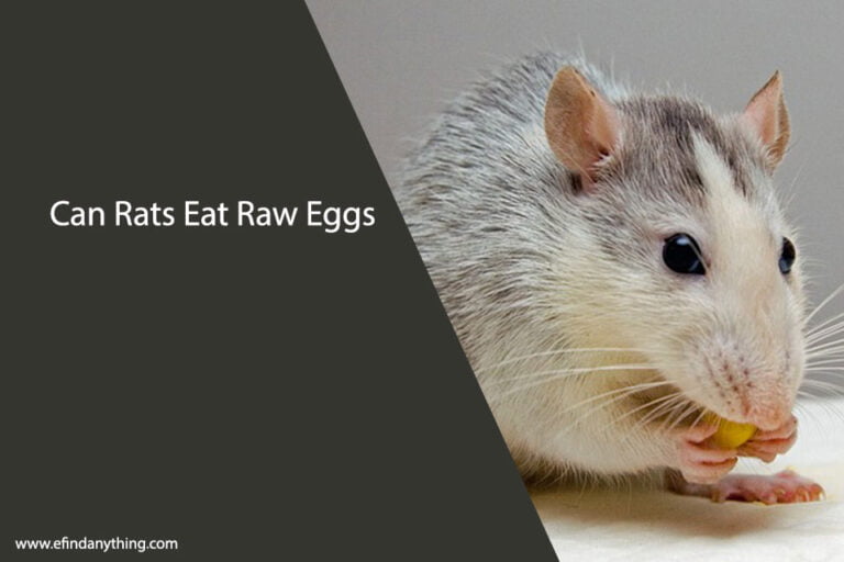 Can Rats Eat Raw Eggs