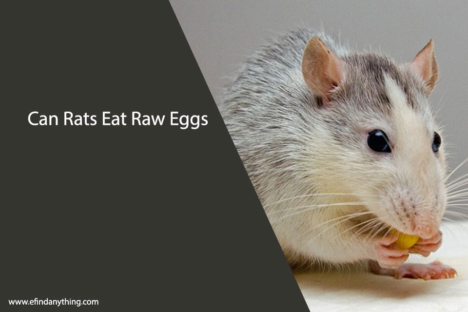 Can Rats Eat Raw Eggs