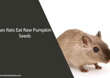Can Rats Eat Raw Pumpkin Seeds