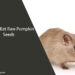 Can Rats Eat Raw Pumpkin Seeds