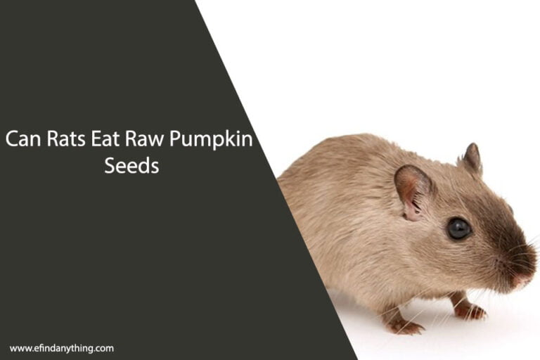 Can Rats Eat Raw Pumpkin Seeds