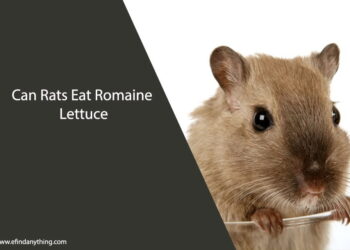 Can Rats Eat Romaine Lettuce