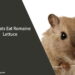 Can Rats Eat Romaine Lettuce