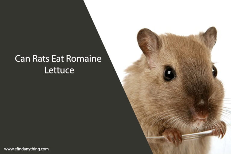 Can Rats Eat Romaine Lettuce