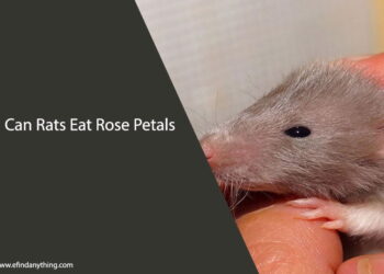 Can Rats Eat Rose Petals