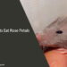 Can Rats Eat Rose Petals