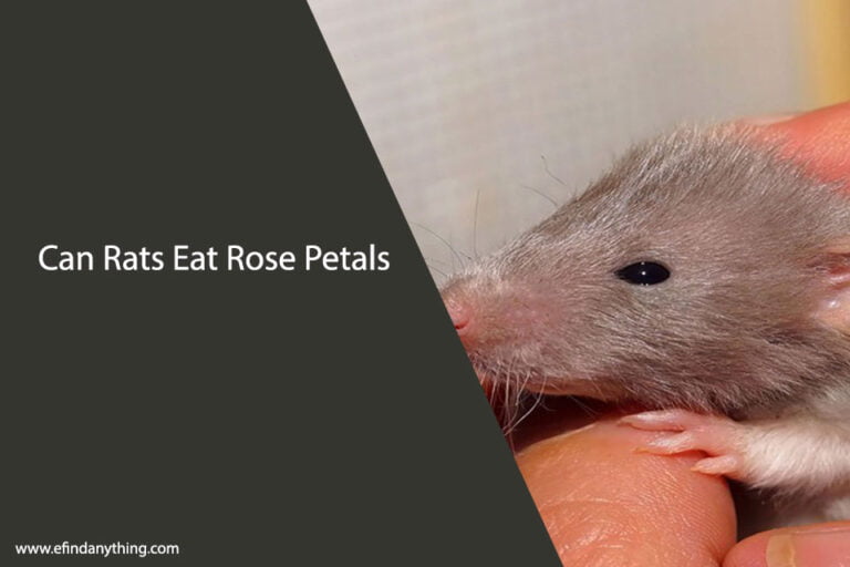 Can Rats Eat Rose Petals