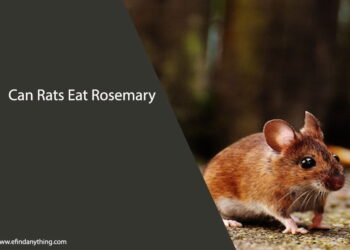 Can Rats Eat Rosemary